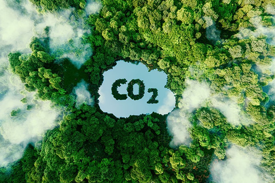 CO2 Forest