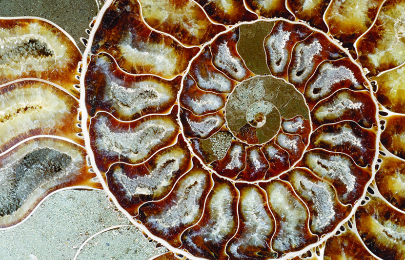 nautilus training.jpg