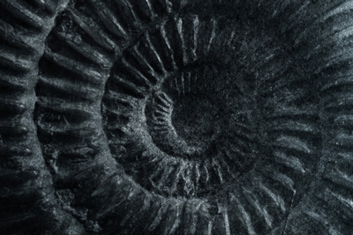 Ammonite Greyscale Opttrimmed