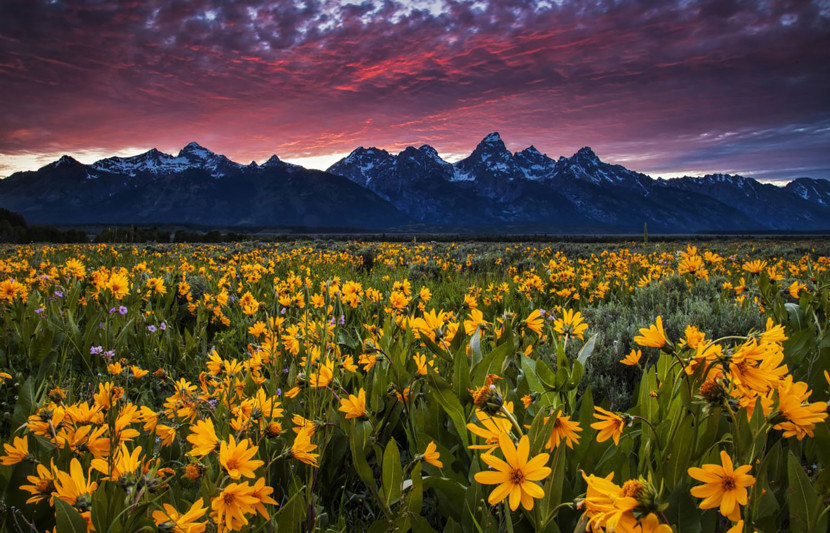 Field Wyoming